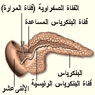 pancreas1a