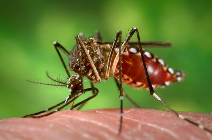 بعوضة الزاعجة تتسبب في العديد من الأمراض منها حمى الضنك و حمى الوادي المتصدع 