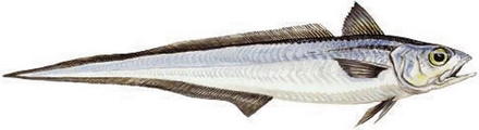 Hoki fish