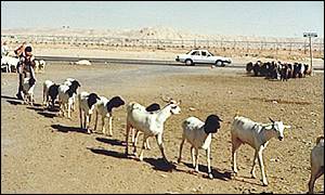 حمى الوادي المتصدع أزعجت اليمن و السعودية في عام 2000